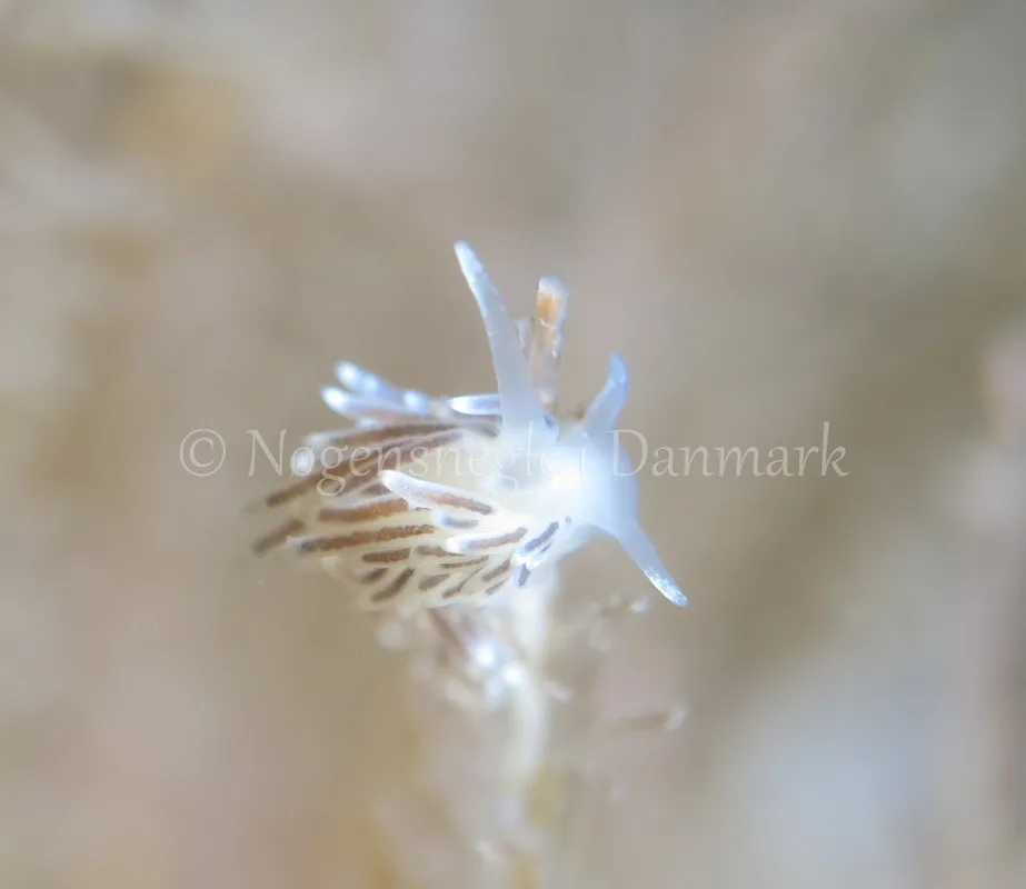 Foto: Dan Holm ....... Cuthona concinna -- www.nudibranchia.dk