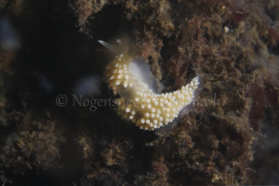 Foto: Henrik Adelborg....... Flabellina verrucosa -- www.nudibranchia.dk --