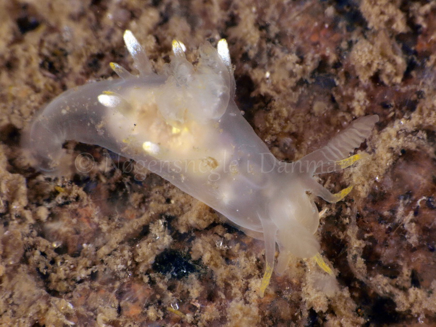 Foto: Jørn Ari ...... Ancula gibbosa - www.nudibranchia.dk - Nøgensnegle i Danmark