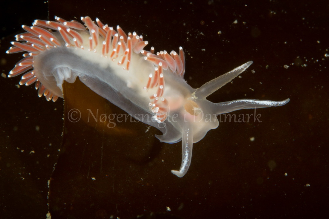 Foto: Poul Erik Rasmussen ....... Flabellina verrucosa-- www.nudibranchia.dk
