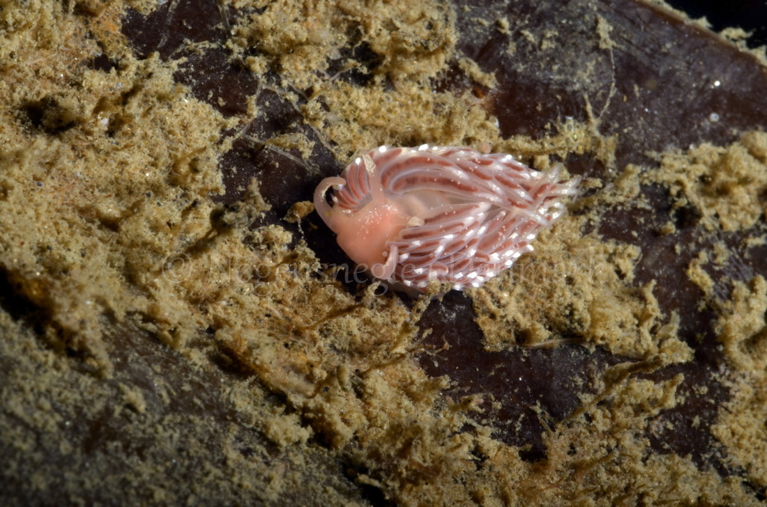 Foto: Jørn Ari ....... Facelina cf bostoniensis -- www.nudibranchia.dk
