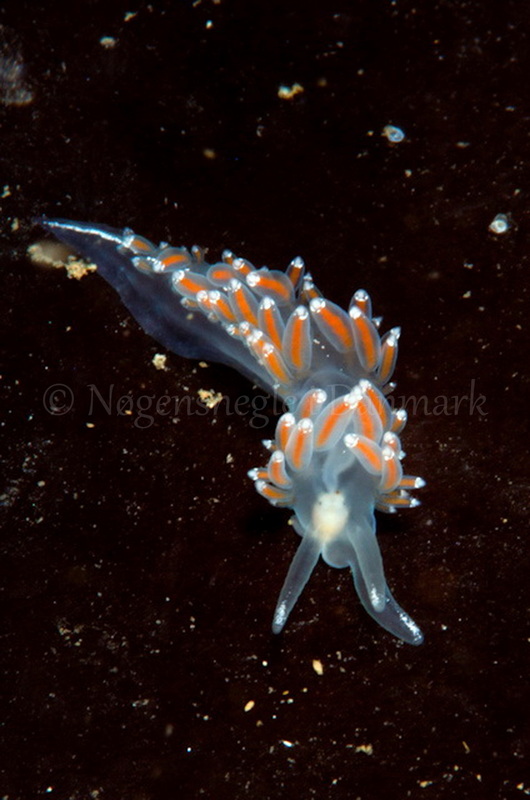 Foto: Poul Erik Rasmussen ....... Flabellina browni - www.nudibranchia - Nøgensnegle i Danmark