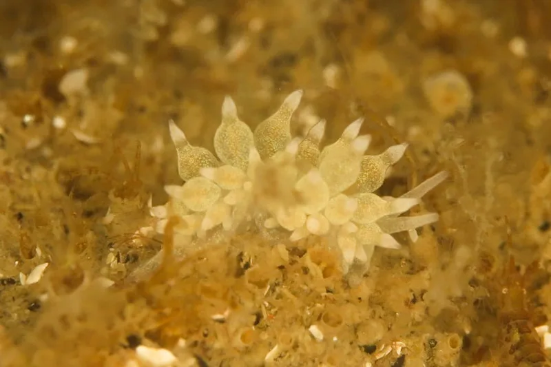 Amphorina linensis - Crescent (Vrag) - Foto: Ib Sørensen