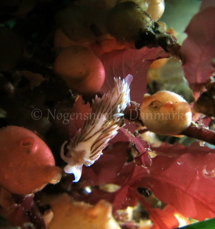 Foto: Dan Holm ....... Facelina bostoniensis -- www.nudibranchia.dk