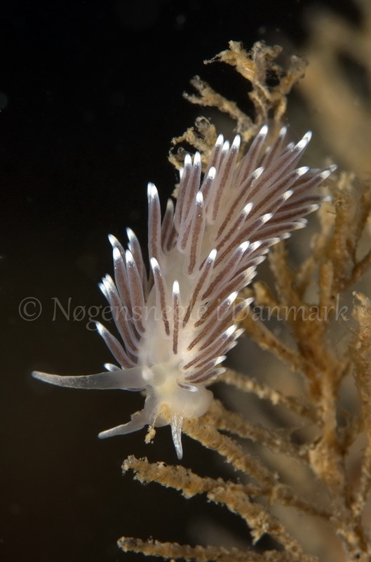 Foto: Jørn Ari ....... Cuthona concinna - www.nudibranchia.dk - Nøgensnegle i Danmark