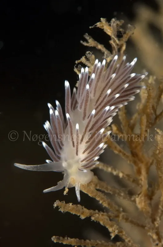 Foto: Jørn Ari ....... Cuthona concinna - www.nudibranchia.dk - Nøgensnegle i Danmark
