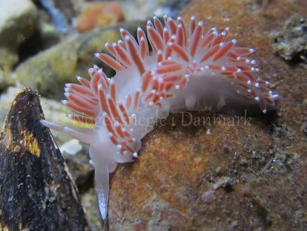 Foto: Claus Neupart ....... Flabellina browni - www.nudibranchia - Nøgensnegle i Danmark