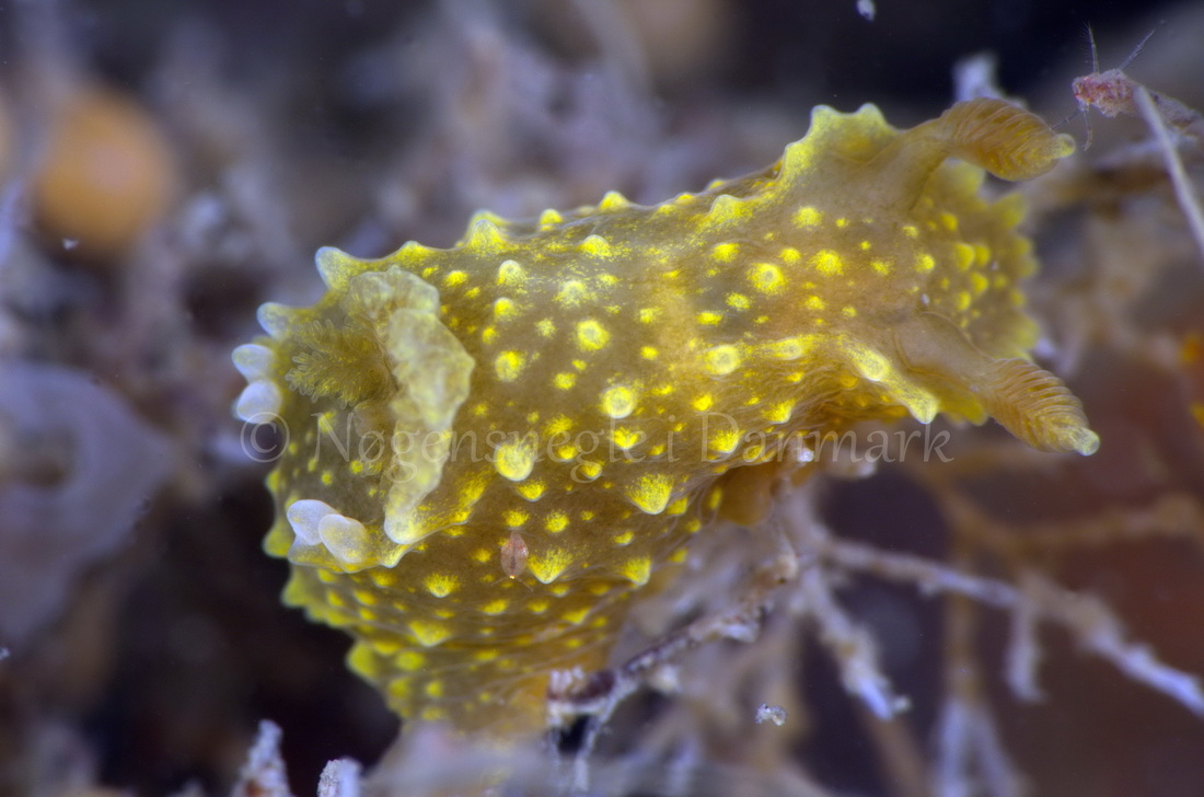 Foto: Jørn Ari ....... Palio dubia - www.nudibranchia.dk - Nøgensnegle i Danmark