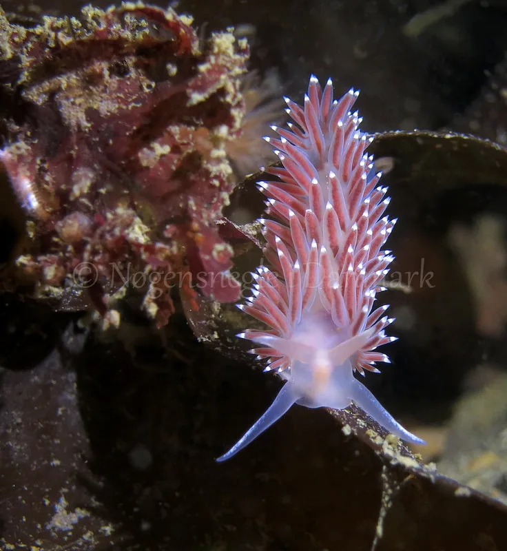 Foto: Anders Skov Hansen ....... Flabellina verrucosa -- www.nudibranchia.dk