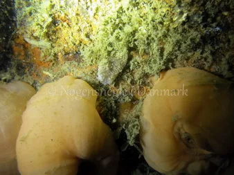 Foto: Emil Vesterager ....... Aeolidia papillosa --- www.nudibranchia.dk