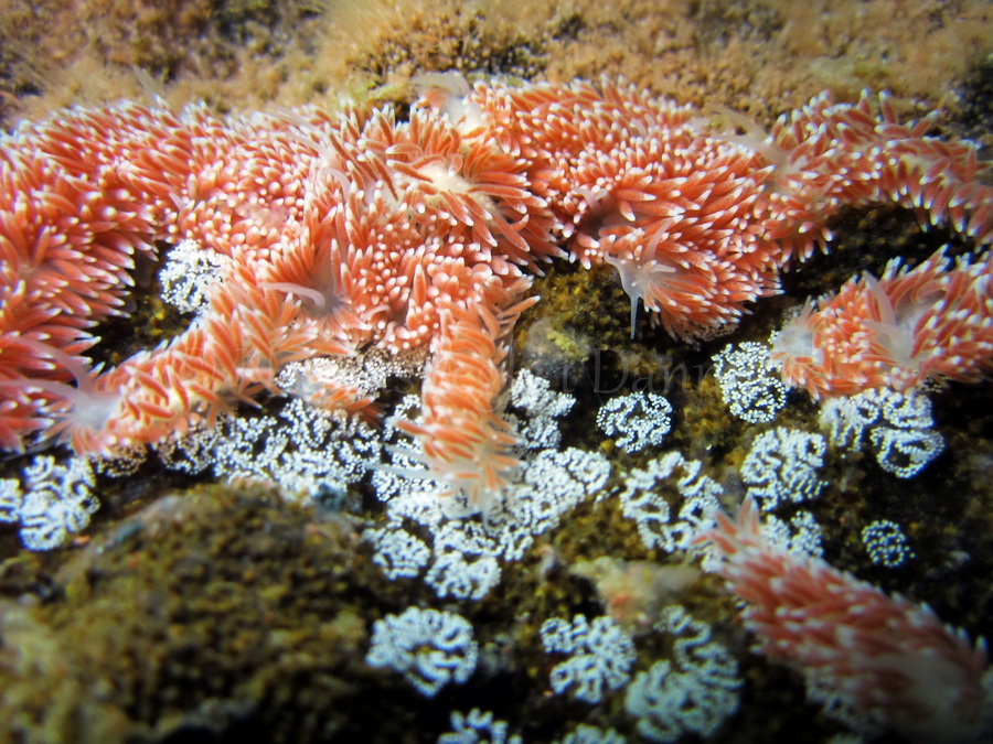 Foto: Claus Neupart ....... Cuthona nana - www.nudibranchia.dk - Nøgensnegle i Danmark