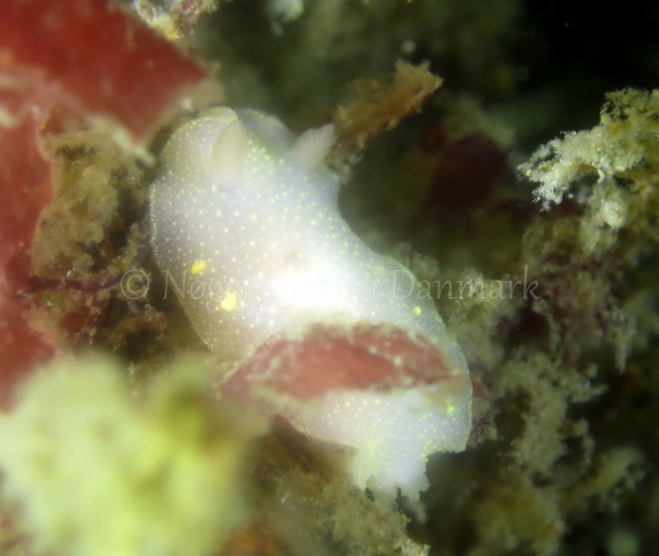 Foto: Dan Holm ....... Cadlina laevis -- www.nudibranchia.dk