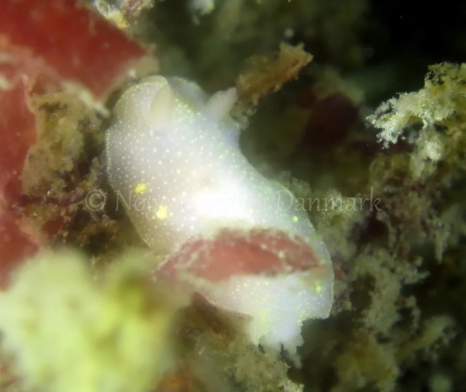 Foto: Dan Holm ....... Cadlina laevis -- www.nudibranchia.dk