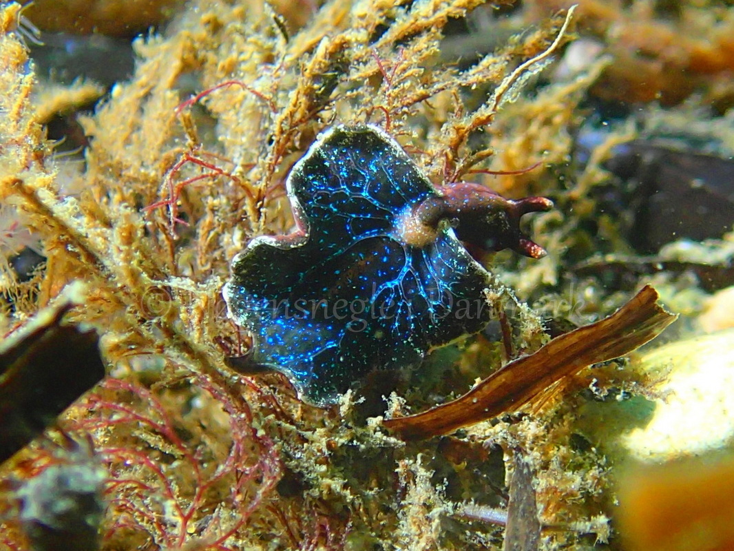 Foto: Frank Blom....... Elysia viridis -- www.nudibranchia.dk --