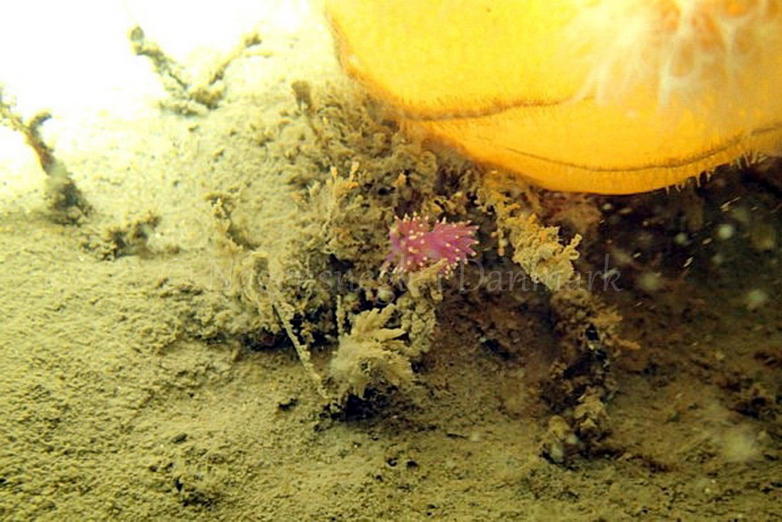 Foto: Frank Blom ....... Flabellina pedata -- www.nudibranchia.dk