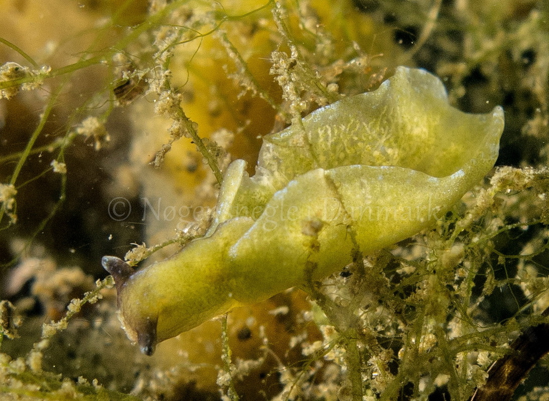 Foto: Ole Dreyer ....... Elysia viridis -- www.nudibranchia.dk