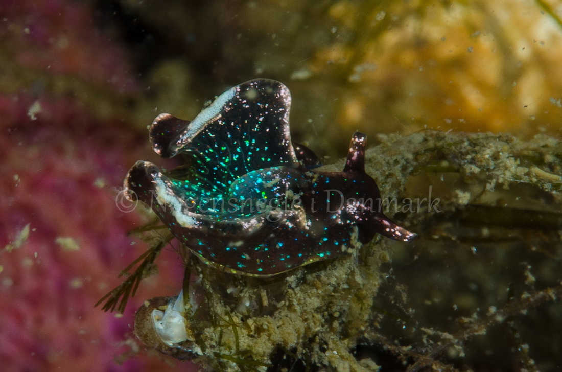 Foto: Henrik Gram....... Elysia viridis -- www.nudibranchia.dk --