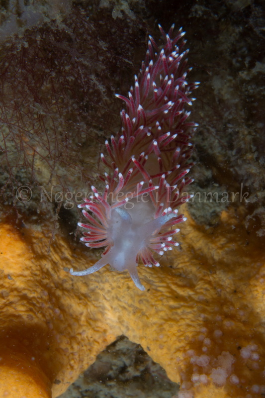 Foto: Poul Erik Rasmussen ....... Flabellina pellucida -- www.nudibranchia.dk