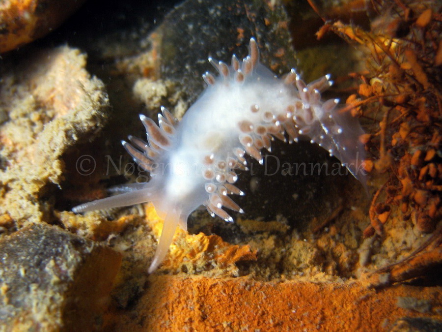 Foto: Claus Neupart ....... Flabellina browni - www.nudibranchia - Nøgensnegle i Danmark