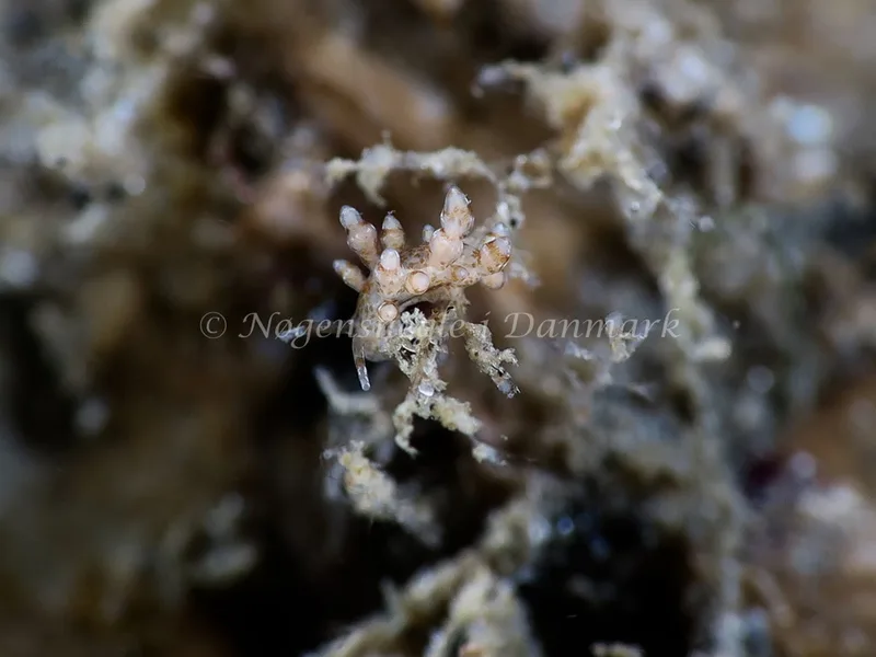 Eubranchus exiguus - Lyngsbo Strand - Foto: HP Ølgaard