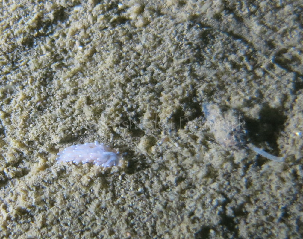 Foto: Emil Vesterager ....... Cuthona gymnota --- www.nudibranchia.dk