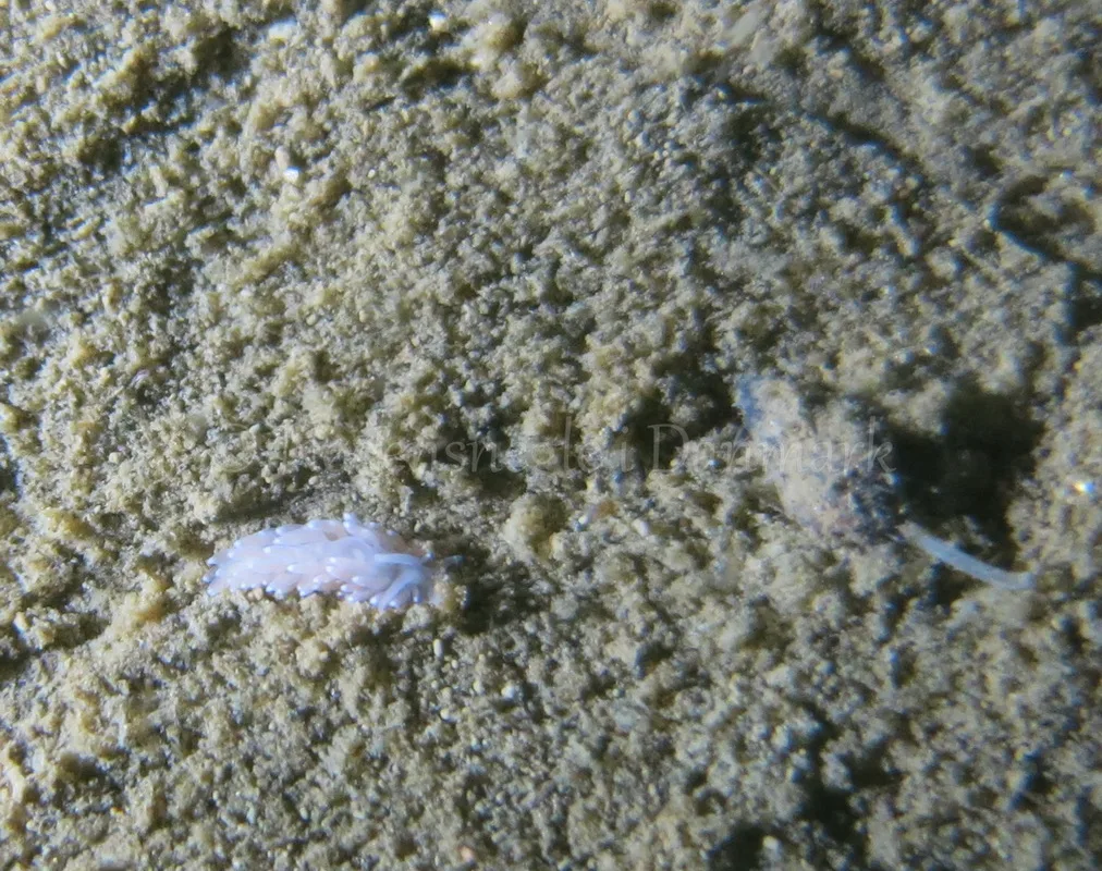 Foto: Emil Vesterager ....... Cuthona gymnota --- www.nudibranchia.dk