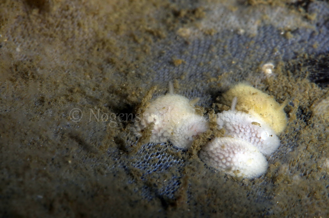 Foto: Jørn Ari ....... Onchidoris muricata -- www.nudibranchia.dk