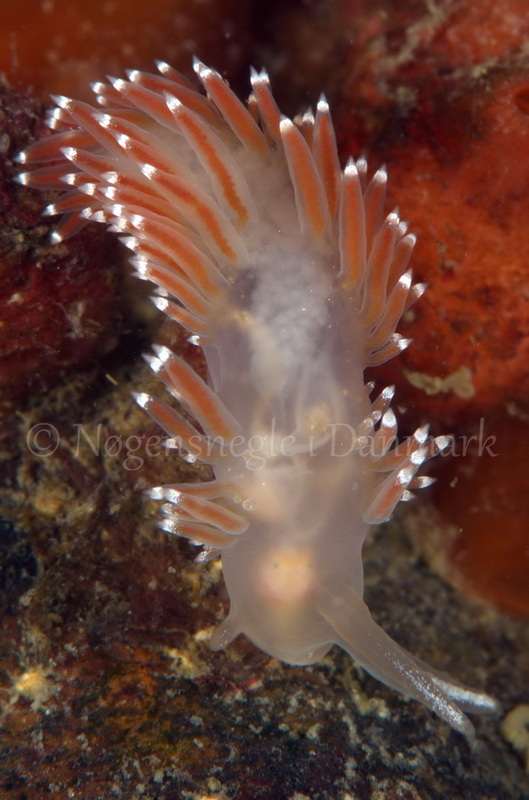 Foto: Jørn Ari ....... Flabellina browni - www.nudibranchia - Nøgensnegle i Danmark