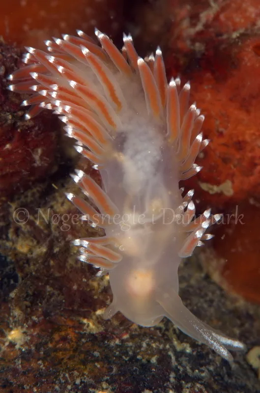 Foto: Jørn Ari ....... Flabellina browni - www.nudibranchia - Nøgensnegle i Danmark