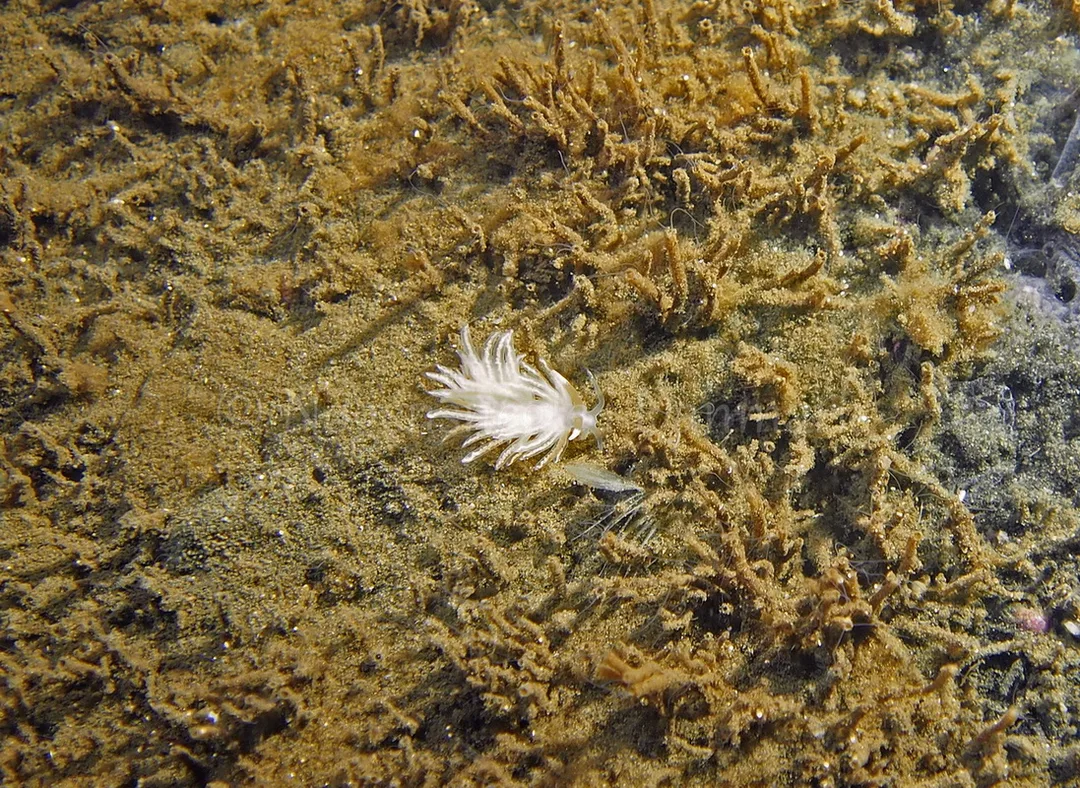 Foto: Jens Egon Jørgensen ....... Favorinus branchialis -- www.nudibranchia.dk