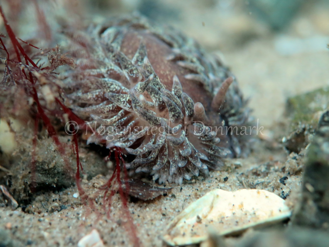 Foto: Dan Holm ....... Aeolidia papillosa -- www.nudibranchia.dk