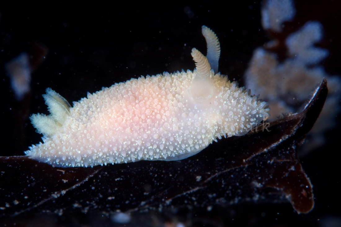 Foto: Poul Erik Rasmussen ....... Acanthodoris pilosa - www.nudibranchia.dk - Nøgensnegle i Danmark