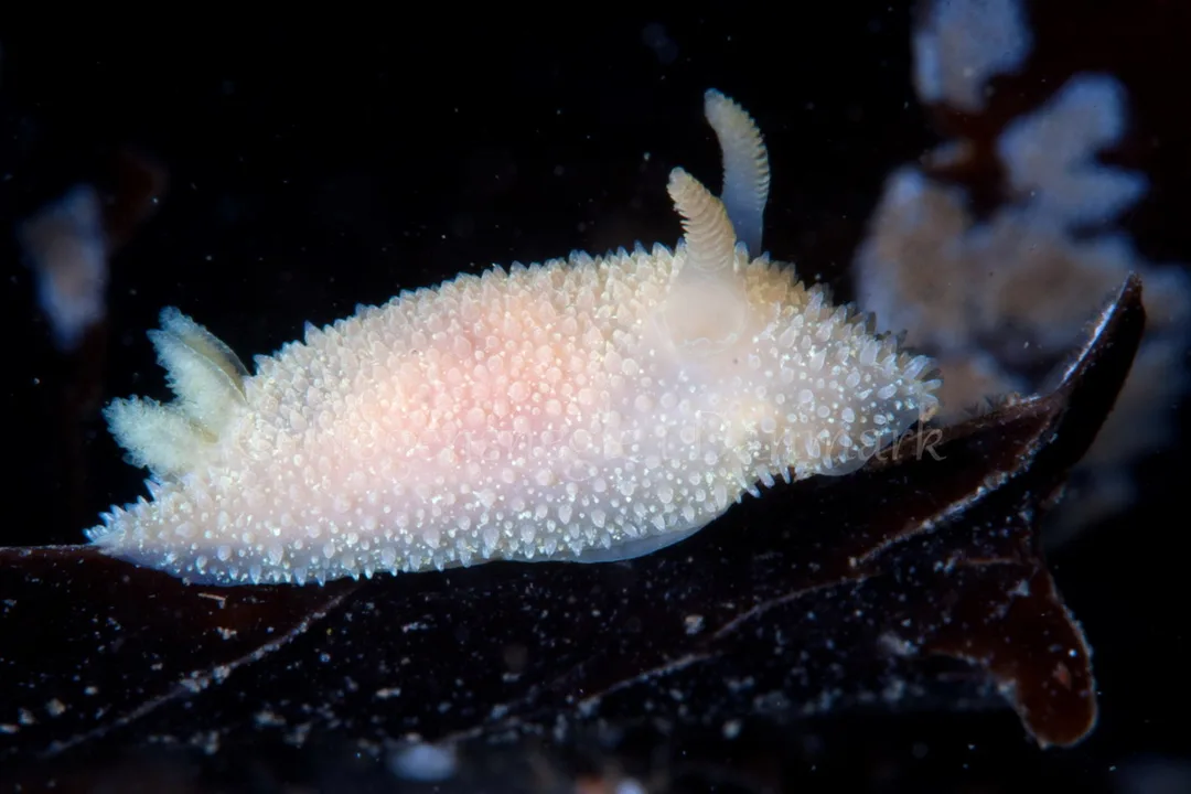 Foto: Poul Erik Rasmussen ....... Acanthodoris pilosa - www.nudibranchia.dk - Nøgensnegle i Danmark