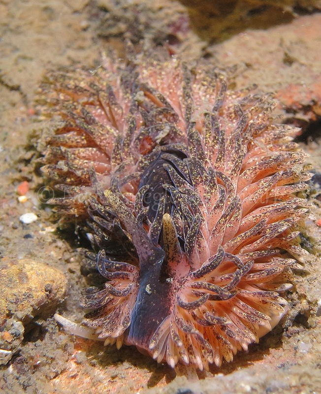 Foto: Anders Skov Hansen ....... Aeolidia papillosa -- www.nudibranchia.dk