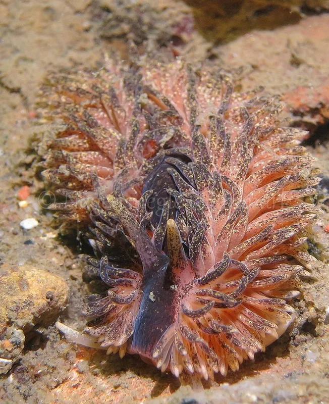 Foto: Anders Skov Hansen ....... Aeolidia papillosa -- www.nudibranchia.dk