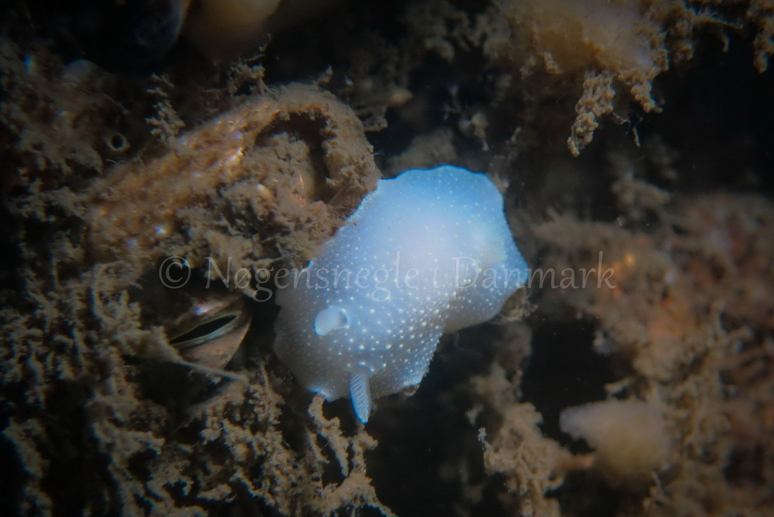 Foto: Claus Neupart ....... Cadlina laevis -- www.nudibranchia.dk