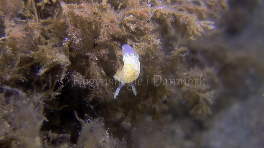 Foto: Kim Matthiesen ....... Acanthodoris pilosa -- www.nudibranchia.dk
