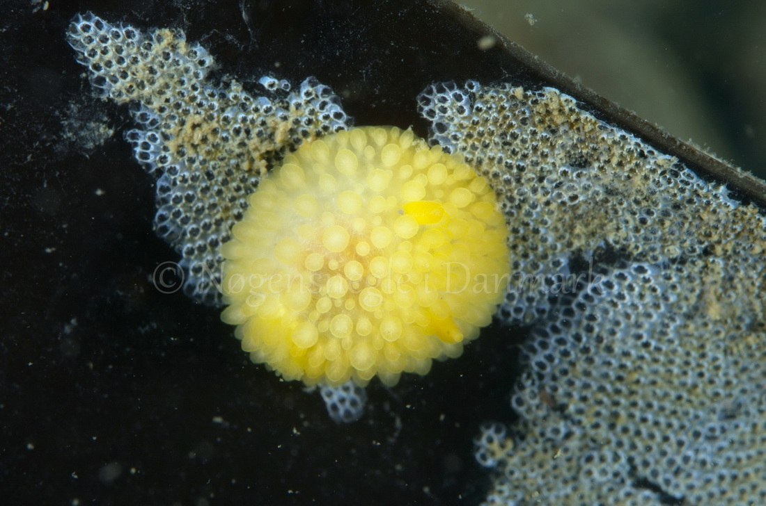 Foto: Jørn Ari ....... Adalaria proxima - www.nudibranchia.dk - Nøgensnegle i Danmark