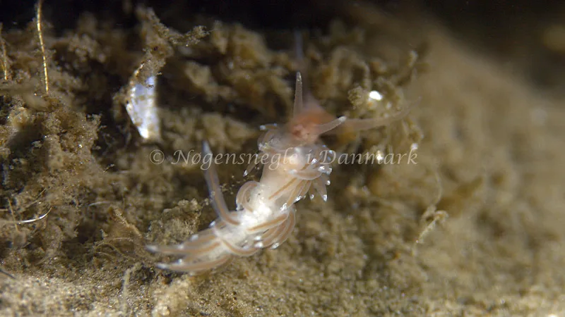 Facelina cf. bostoniensis - Trykkerdammen - Foto: Thomas Blume