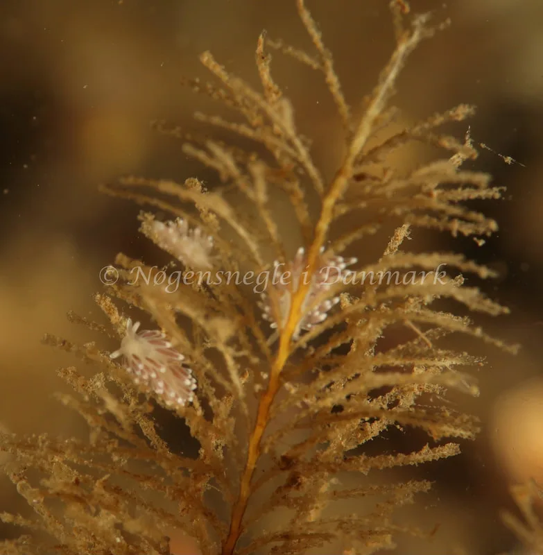 Cuthonella concinna - Ammoniakhavnen - Foto: Søren Skov Nielsen