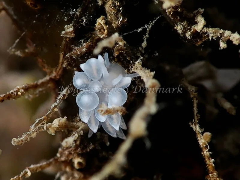 Amphorina sp. - Lyngsbo Strand - Foto: HP Ølgaard