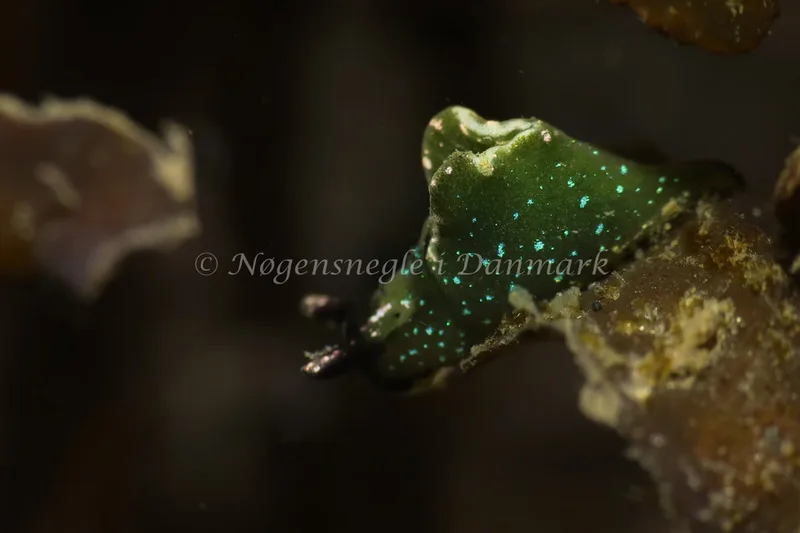 Elysia viridis (Saccoglossa) - Ammoniakhavnen - Foto: AnneKatrine Frederiksen