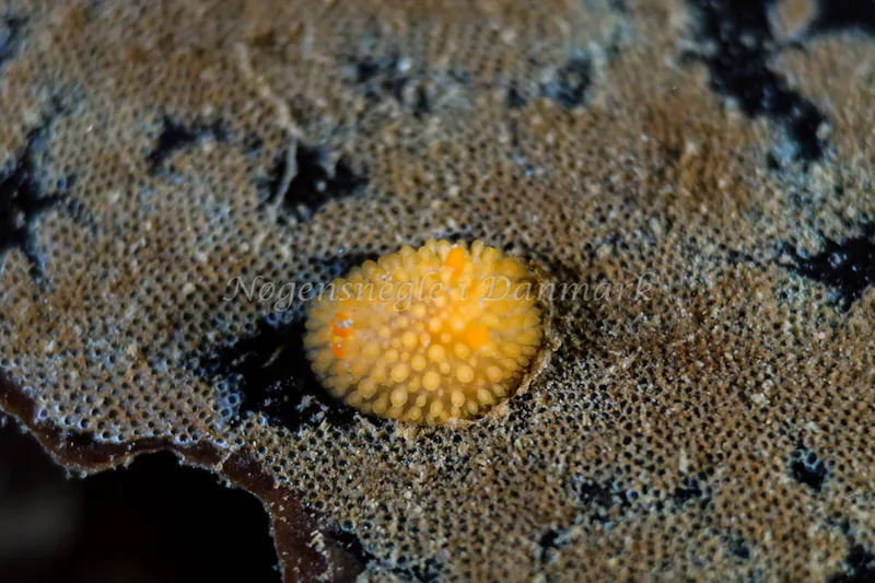 Onchidoris muricata - Ammoniakhavnen - Foto: Annette Jørgensen
