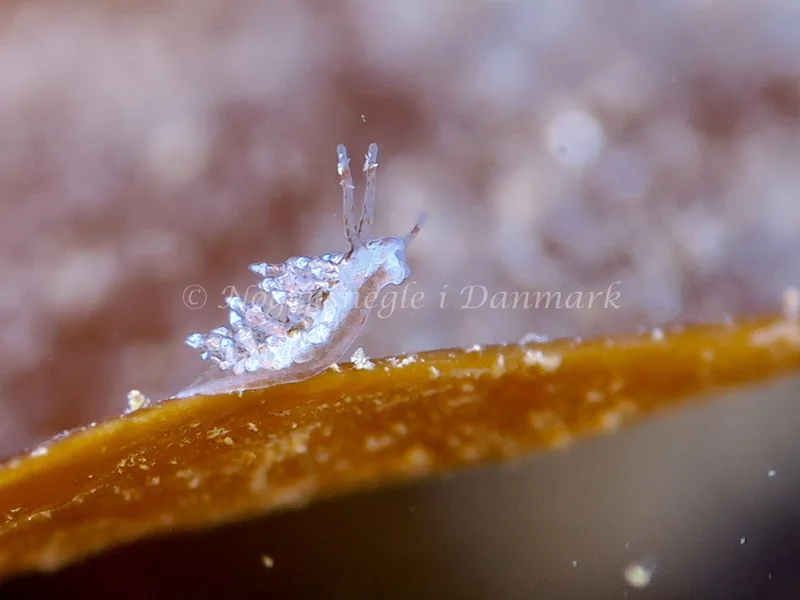 Eubranchus exiguus - Ammoniakhavnen - Foto: HP Ølgaard