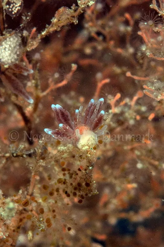 Foto: Poul Erik Rasmussen ....... Eubranchus rupium - www.nudibranchia.dk - Nøgensnegle i Danmark