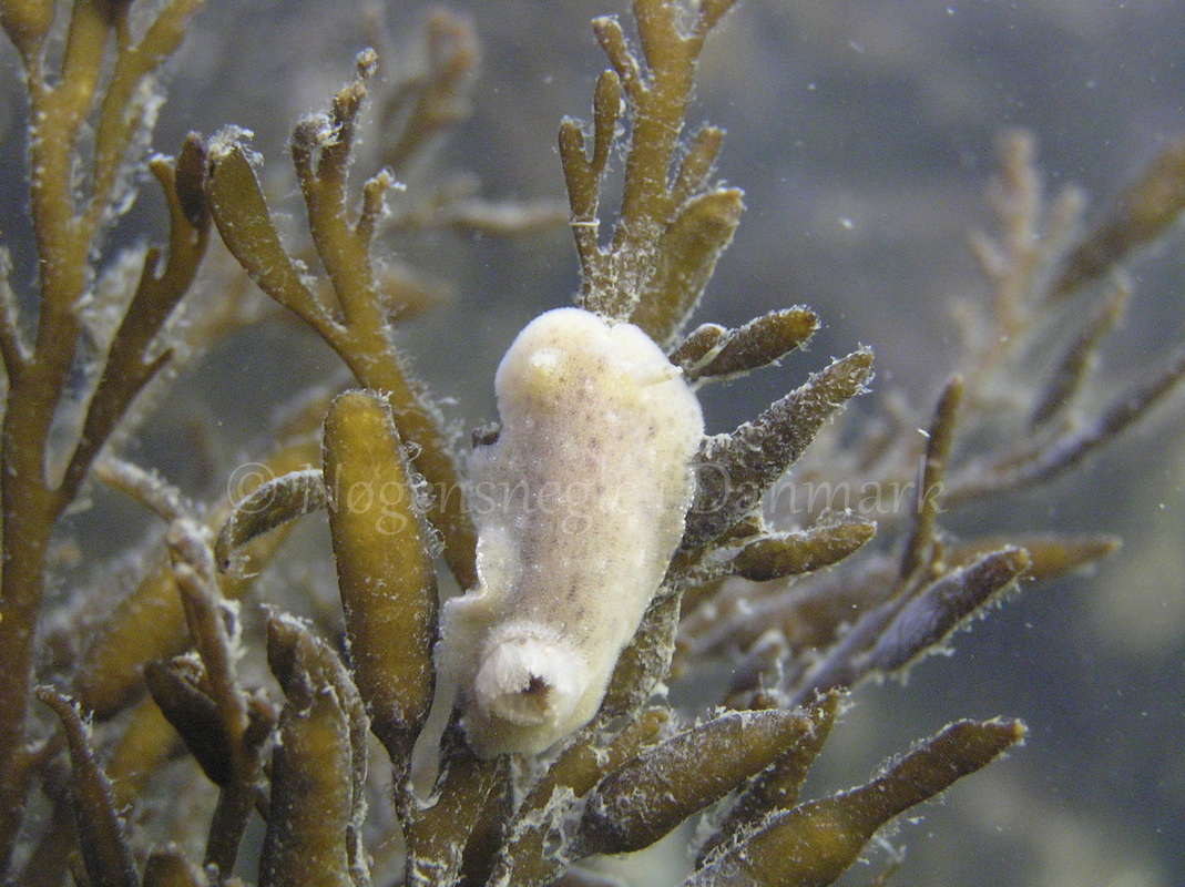 Foto: Henrik Adelborg....... Jorunna tomentosa -- www.nudibranchia.dk --