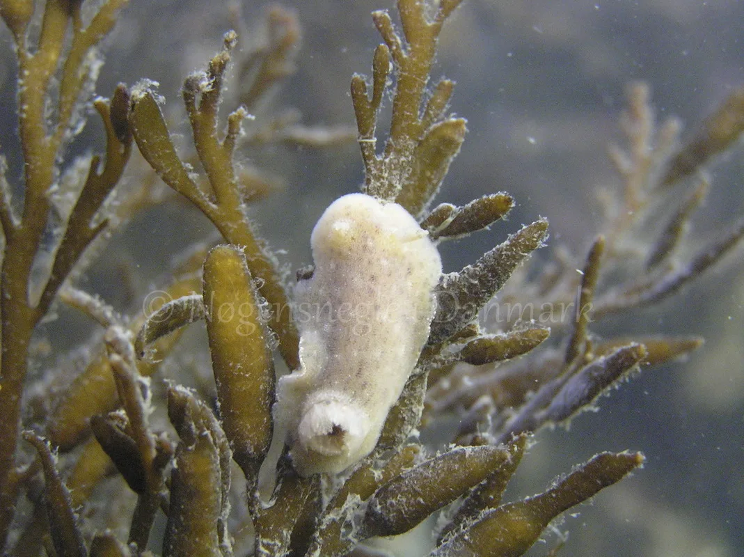 Foto: Henrik Adelborg....... Jorunna tomentosa -- www.nudibranchia.dk --