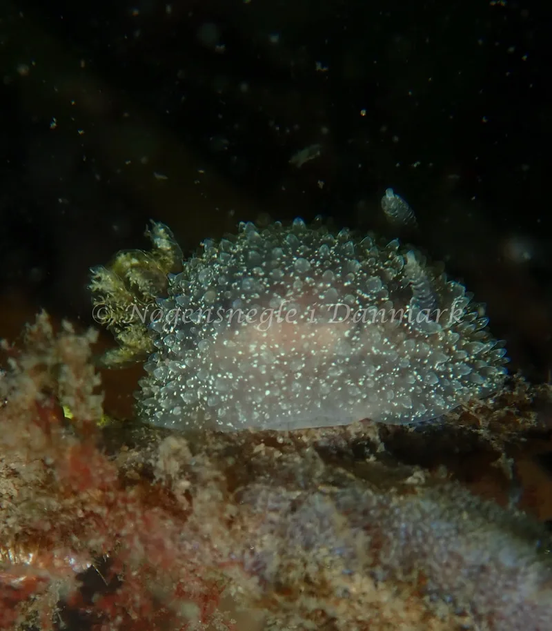 Acanthodoris pilosa - Havheksen - Foto: Luna Fomsgaard