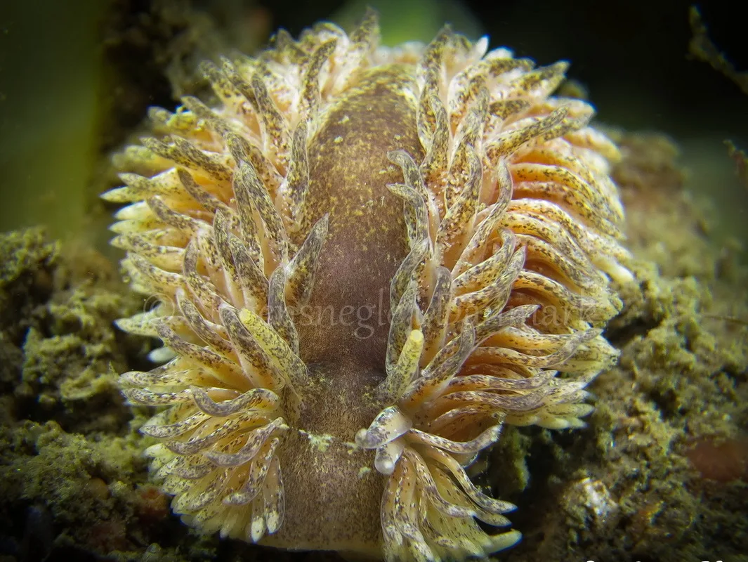 Foto: Claus Neupart ....... Aeolidia papillosa -- www.nudibranchia.dk