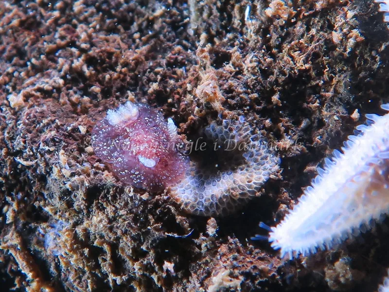 Acanthodoris pilosa - Lyngsbo Strand - Foto: HP Ølgaard